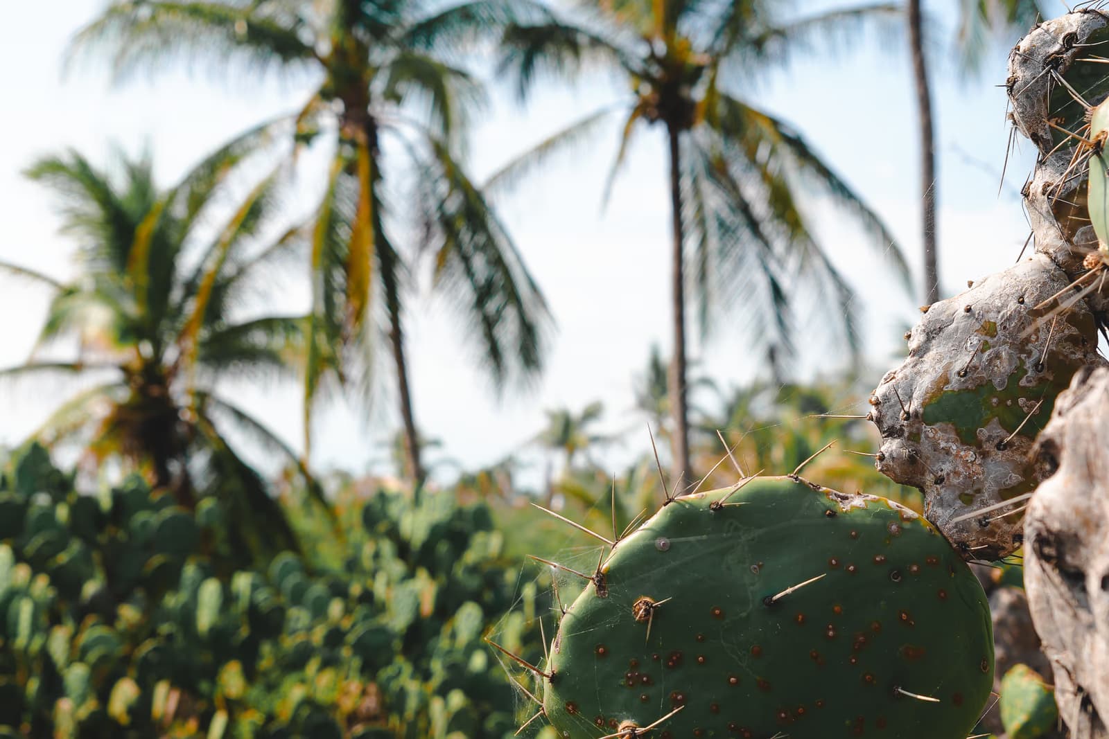 Terreno sin desarrollar en la costa de Oaxaca con nopales y palmeras
